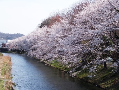 足利の桜32
