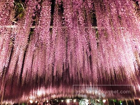 あしかがフラワーパーク夜51