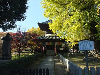 2012 大日様のいちょう （紅葉前）