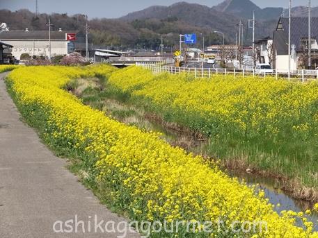 足利の桜30