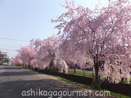 足利のお花見名所 足利グルメのブログ Ashikaga Gourmet