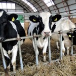 「足利マール牛」を商品化　発酵飼料、ブドウの搾りかす生かす