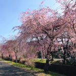 袋川沿い旧しだれ桜2019-4-6-5