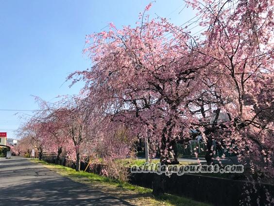 足利 豪華絢爛 総合グランド裏 旧袋川沿い しだれ桜さんぽ道 田所町 足利グルメのブログ Ashikaga Gourmet