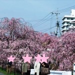 足利しだれ桜まつり～袋川沿いに見事な並木