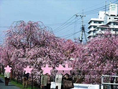 袋川の桜15