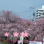 袋川の桜15