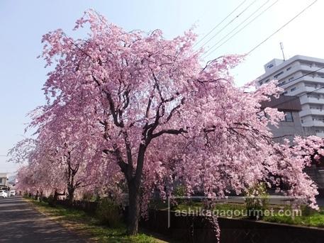 旧袋川沿いのしだれ桜4