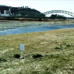 渡良瀬川スナップショット 2 (2013-05-08 15-05)