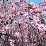 袋川の桜11