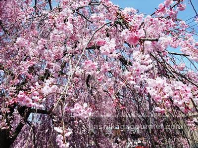 袋川の桜11