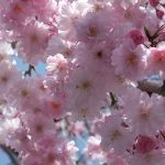 袋川の桜8