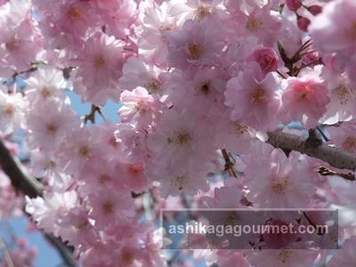 袋川の桜8