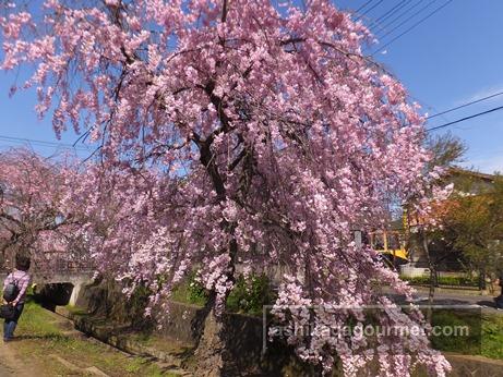 枝垂れ桜さんぽ道2016-3