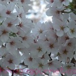 袋川の桜3