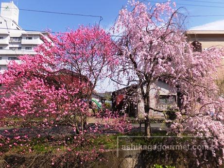 枝垂れ桜さんぽ道2016-6