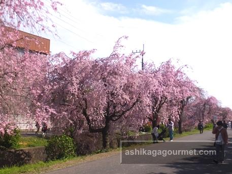 枝垂れ桜さんぽ道2016-2