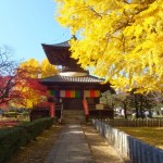 鑁阿寺の大銀杏2013-9