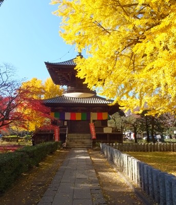 【足利】11月下旬が見頃 “鑁阿寺の大銀杏と紅葉”  ★★★★