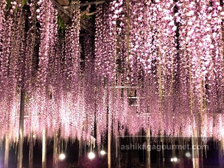 あしかがフラワーパーク 藤の花が見頃です♪