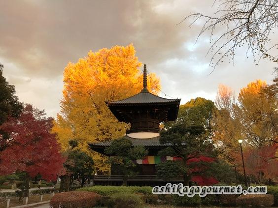 11月下旬の鑁阿寺の大銀杏と多重等