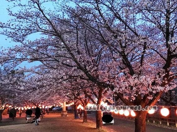 足利のお花見名所 足利グルメのブログ Ashikaga Gourmet