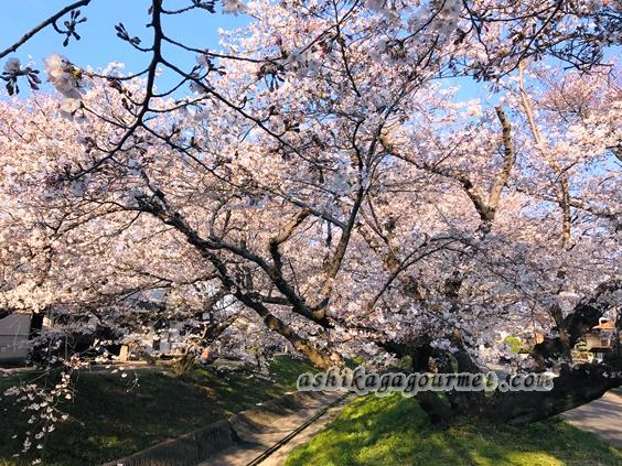 足利のお花見名所 足利グルメのブログ Ashikaga Gourmet