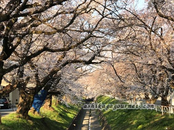 足利のお花見名所 足利グルメのブログ Ashikaga Gourmet 足利のお花見名所 足利グルメのブログ Ashikaga Gourmet