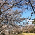 足利公園の桜2019-3