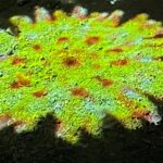 コロナのマーク