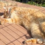 【足利】"Catnap キャットナップ" お店から猫を眺める猫カフェ 猫アレルギーも安心♪ ★★★★