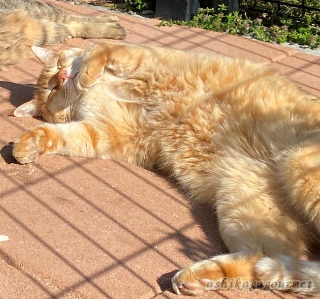 足利 Catnap キャットナップ お店から猫を眺める猫カフェ 猫アレルギーも安心 足利グルメのブログ Ashikaga Gourmet 足利 Catnap キャットナップ お店から猫を眺める猫カフェ 猫アレルギーも安心 足利グルメのブログ Ashikaga Gourmet