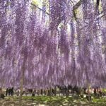藤は4月22日～GW中が見頃 あしかがフラワーパーク ★★★★★