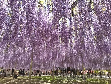 藤は4月22日~GW中が見頃 あしかがフラワーパーク ★★★★★