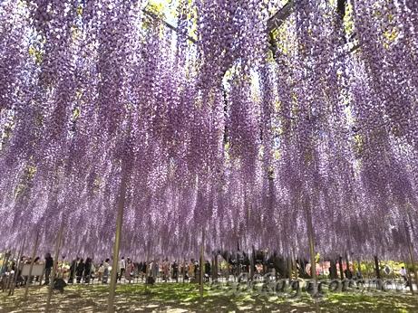 藤は4月22日～GW中が見頃 あしかがフラワーパーク ★★★★★